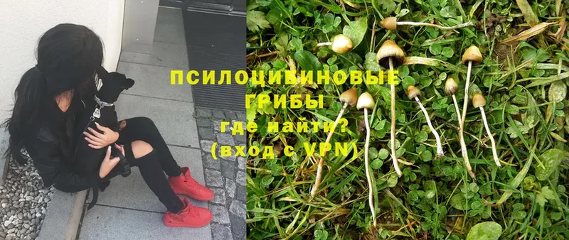 Где можно купить наркотики Белокуриха A PVP  Cocaine  МЕФ  гидра ссылки  Амфетамин  Гашиш  Марихуана 